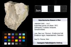 Foto (Objekt + Etiketten) von Eodromites grandis (von Meyer, 1857) 